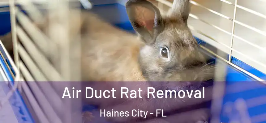  Air Duct Rat Removal Haines City - FL