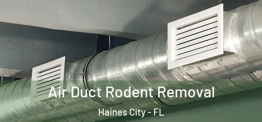  Air Duct Rodent Removal Haines City - FL