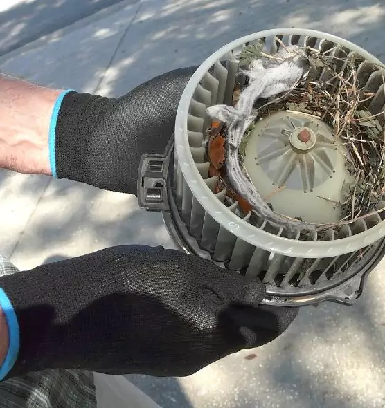 About Air Duct Mice Removal in Haines City, FL